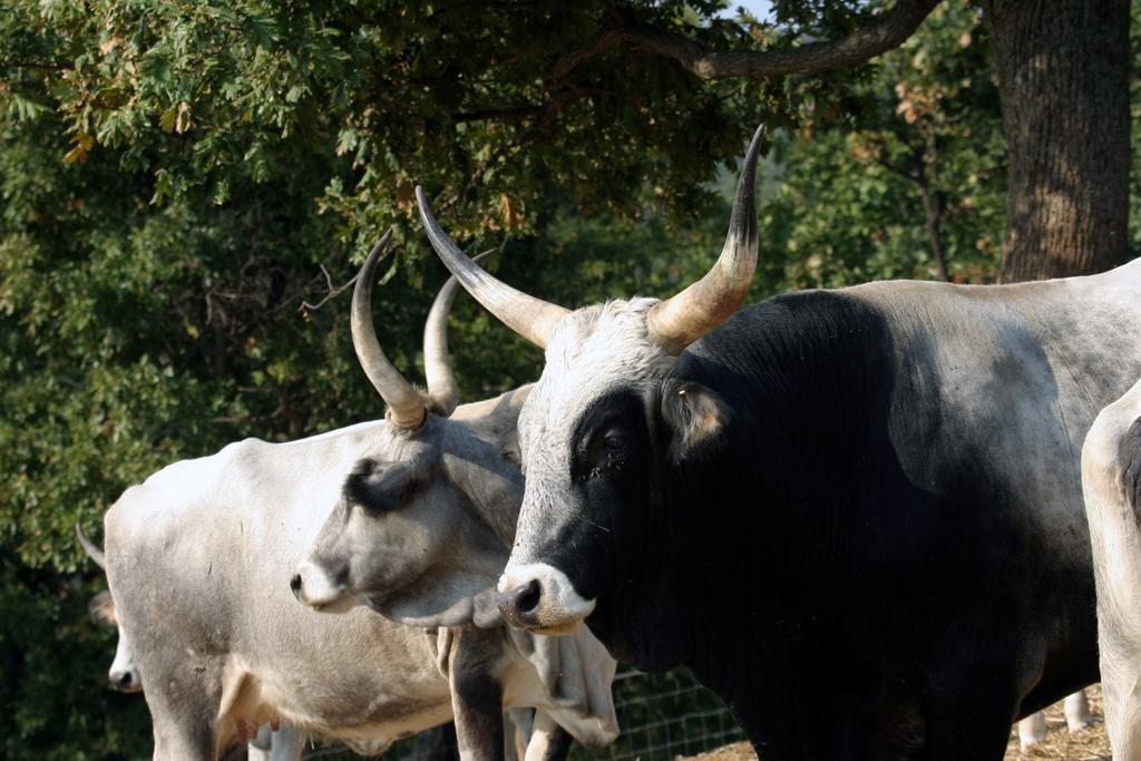 فيلا مانشانوفي Fattoria Poggio Foco المظهر الخارجي الصورة