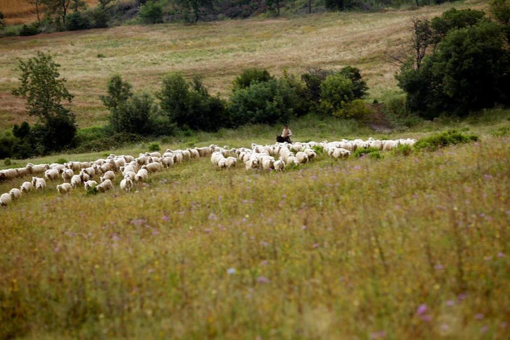 فيلا مانشانوفي Fattoria Poggio Foco المظهر الخارجي الصورة