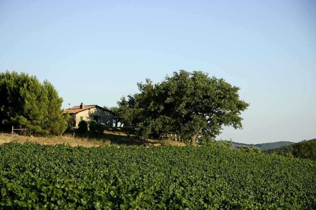 فيلا مانشانوفي Fattoria Poggio Foco الغرفة الصورة